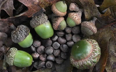 Acorns