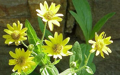 Arnica