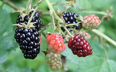 Black Berry