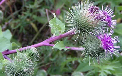 Burdock