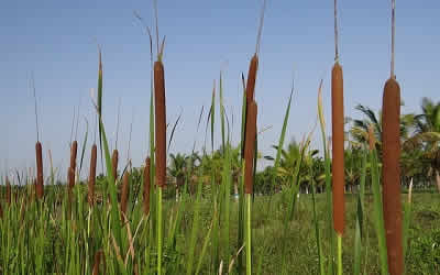 Cattail