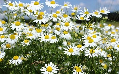 Chamomile
