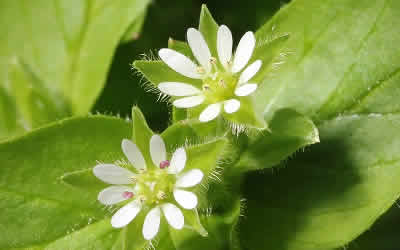 Chickweed