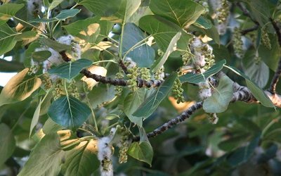 Cottonwood