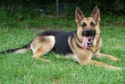 German Shepherd