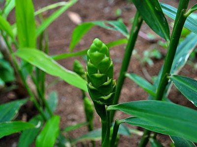 Ginger (Zingiber officinale)