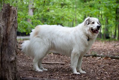 Great Pyrenees