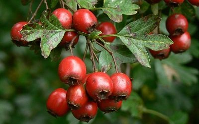 Hawthorn