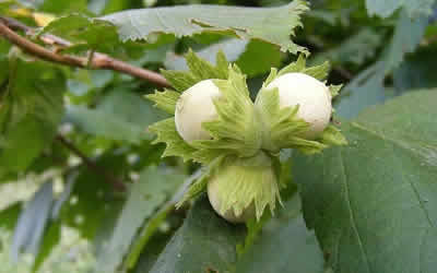 Hazelnuts