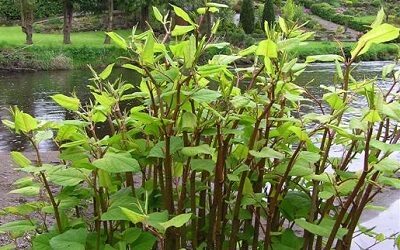 Japanese Knotweed