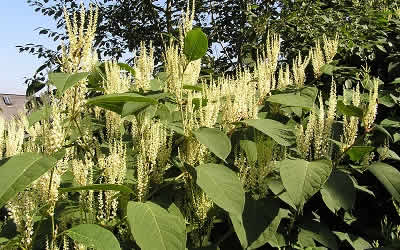 Japanese Knotweed