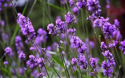 Lavender