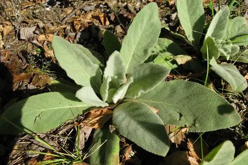 Mullein Leaves