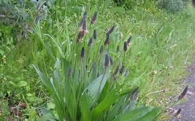 Plantain
