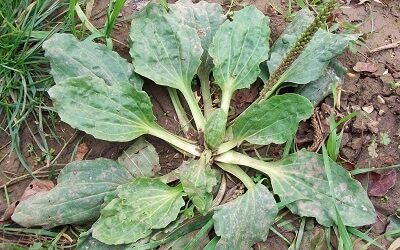 Plantain