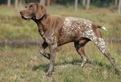 Pointer