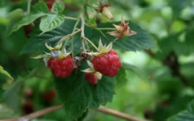Raspberry