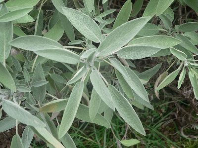 Sage (Salvia officinalis)