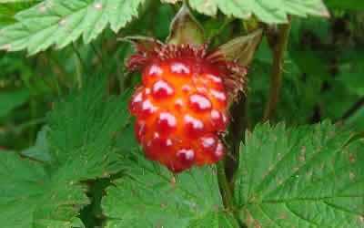 Salmon Berry