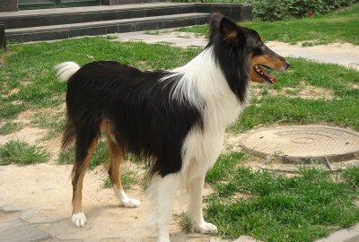 Scotch Collie