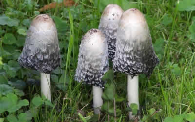 Shaggy Mane Mushroom