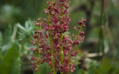 Sheep Sorrel