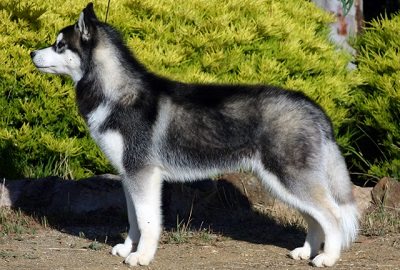 Siberian Husky