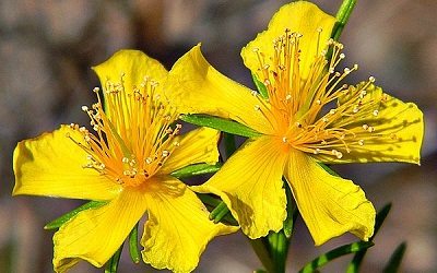 St. John’s Wort