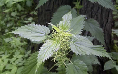 Stinging Nettle