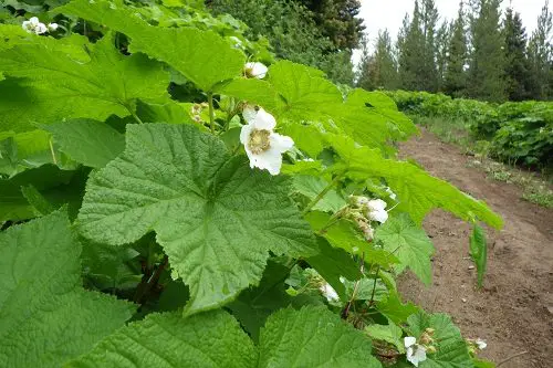 Thimbleberry Leaves