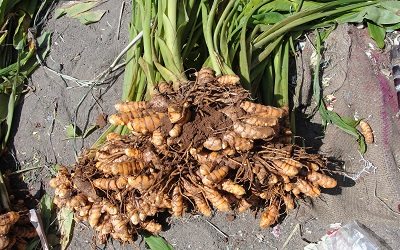 Turmeric