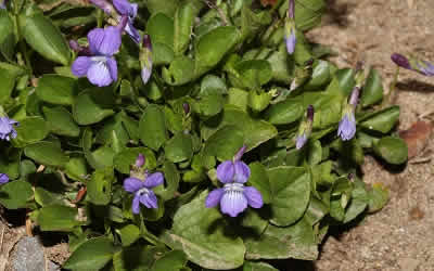 Violet