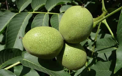 Walnuts