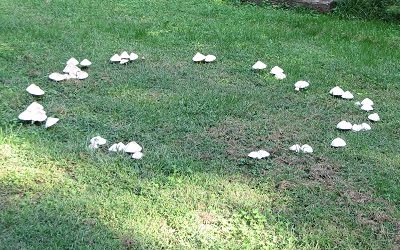 White Fairy Ring Mushroom