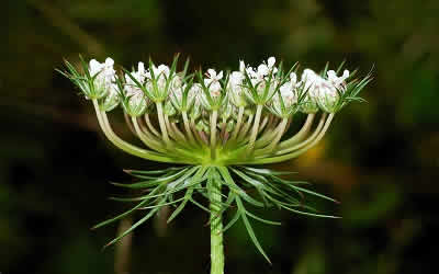 Wild Carrot