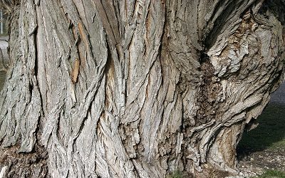 Willow Bark