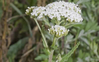 Yarrow