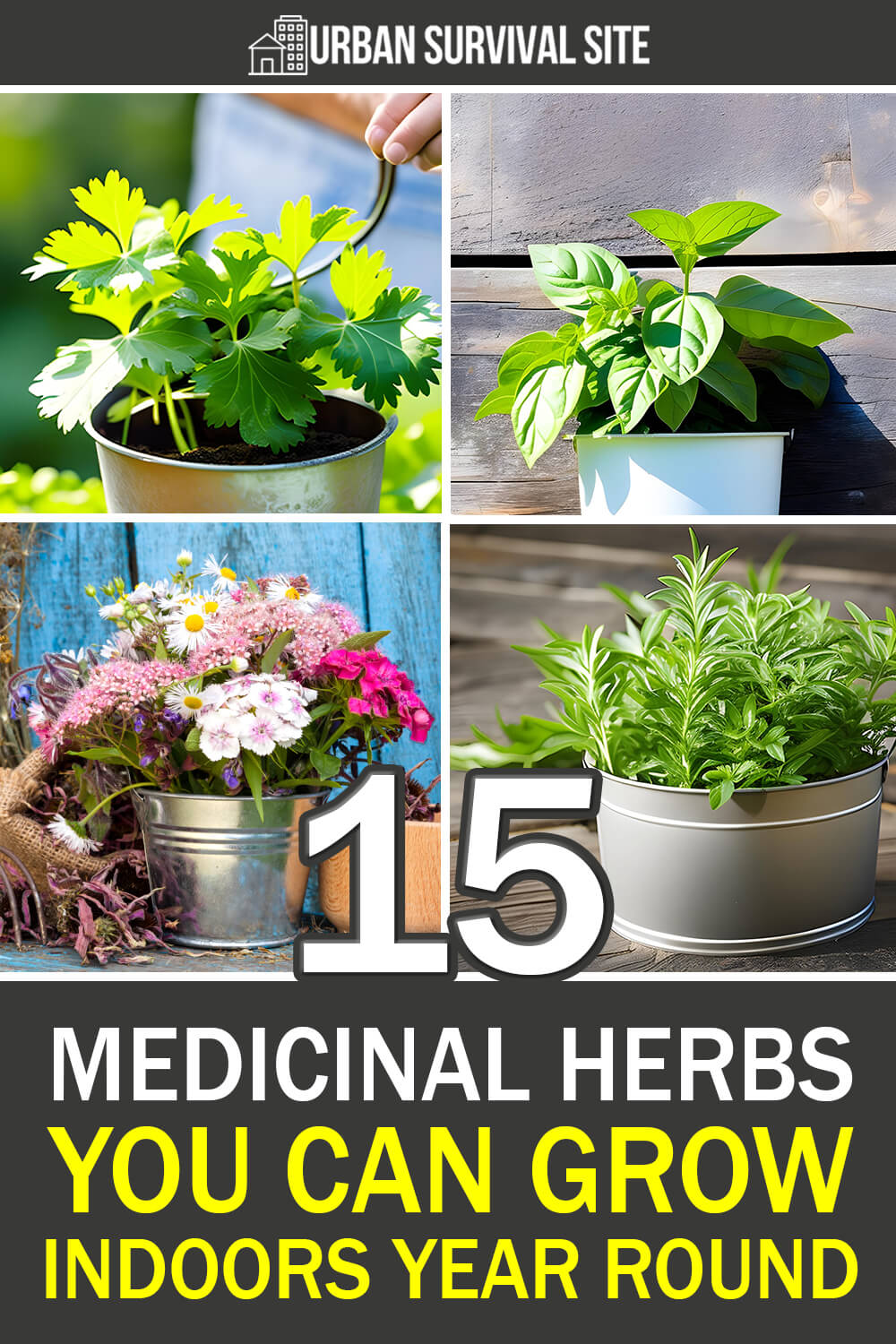 15 Medicinal Herbs You Can Grow Indoors Year Round Theworldofsurvival