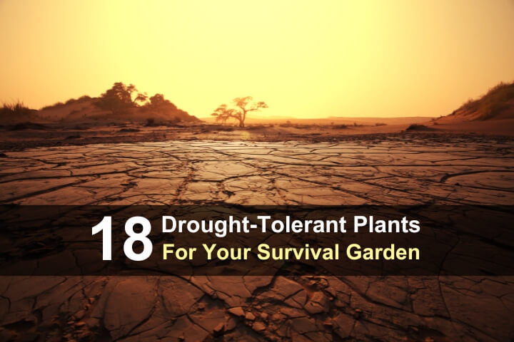 18 Drought-Tolerant Plants for Your Survival Garden