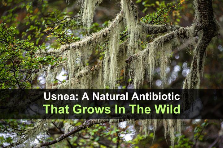 Usnea: A Natural Antibiotic That Grows in the Wild