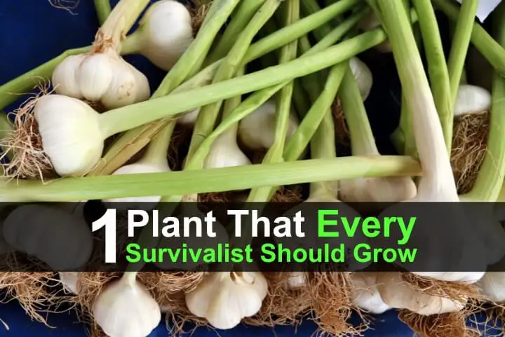 1 Plant Every Survivalist Should Grow