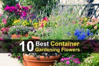 10 Best Container Gardening Flowers