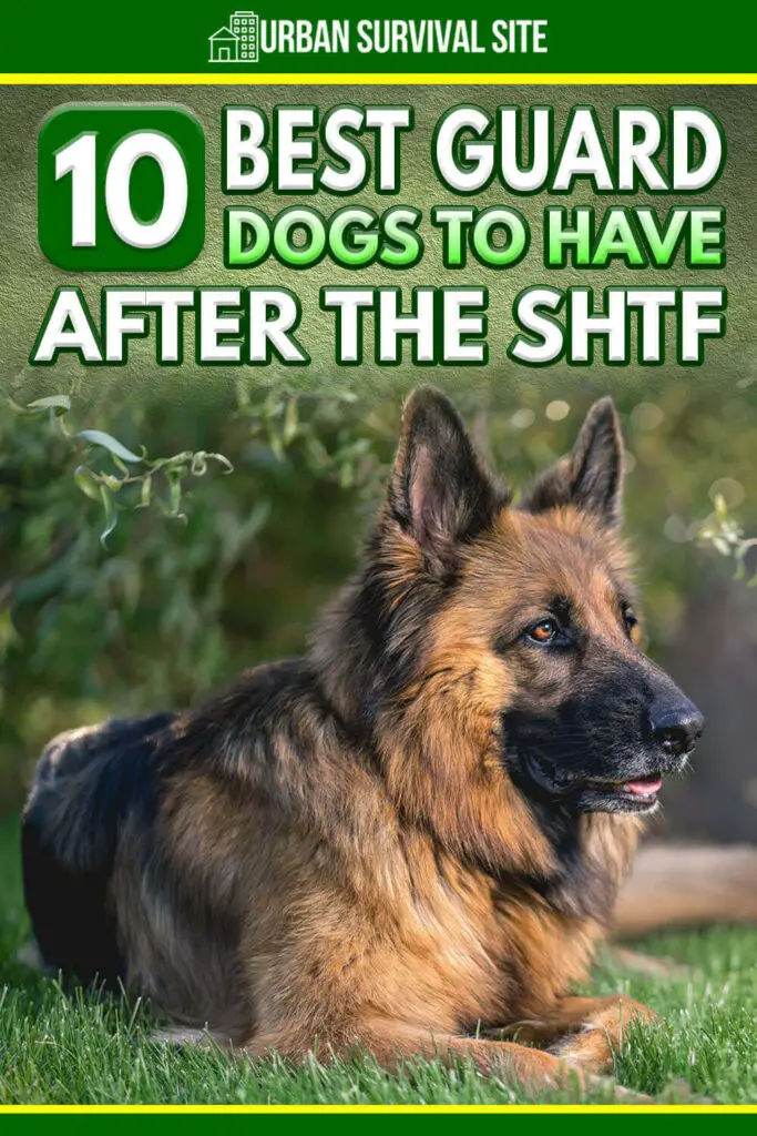 10 Best Guard Dogs to Have After the SHTF
