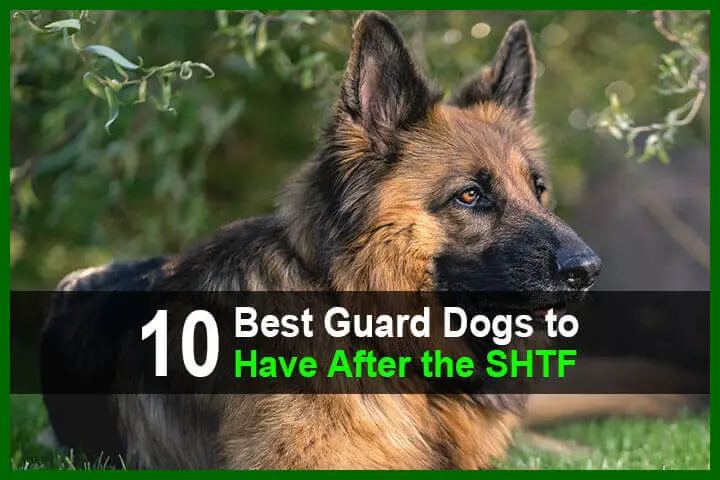 10 Best Guard Dogs to Have After the SHTF