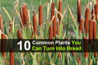 10 Common Plants You Can Turn Into Bread