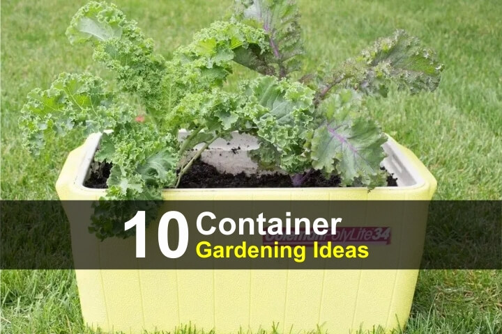 10 Container Gardening Ideas
