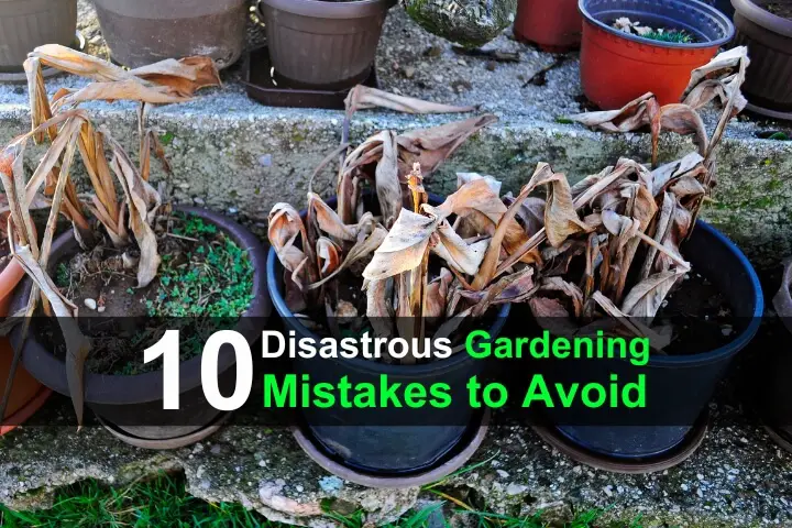 10 Disastrous Gardening Mistakes You Have To Avoid