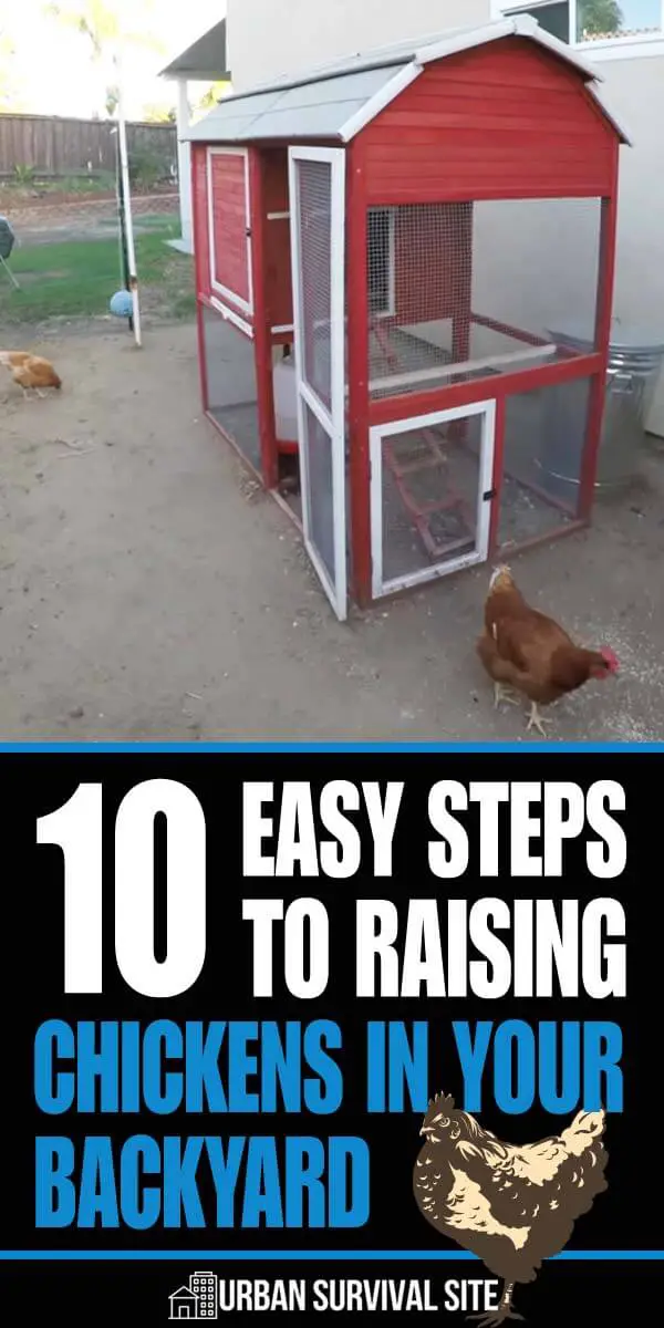 10 Easy Steps to Raising Chickens in Your Backyard