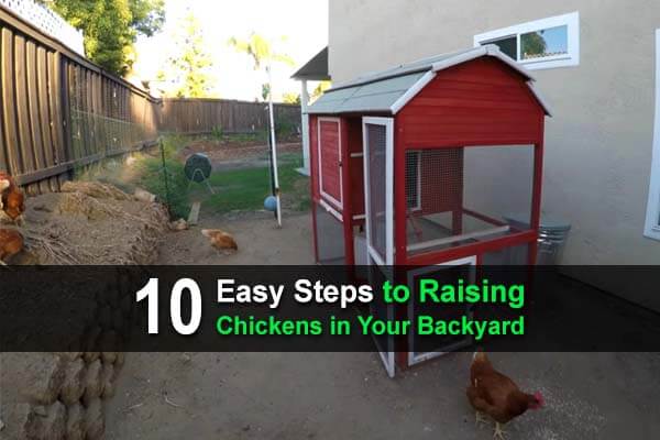10 Easy Steps to Raising Chickens in Your Backyard | Urban ...
