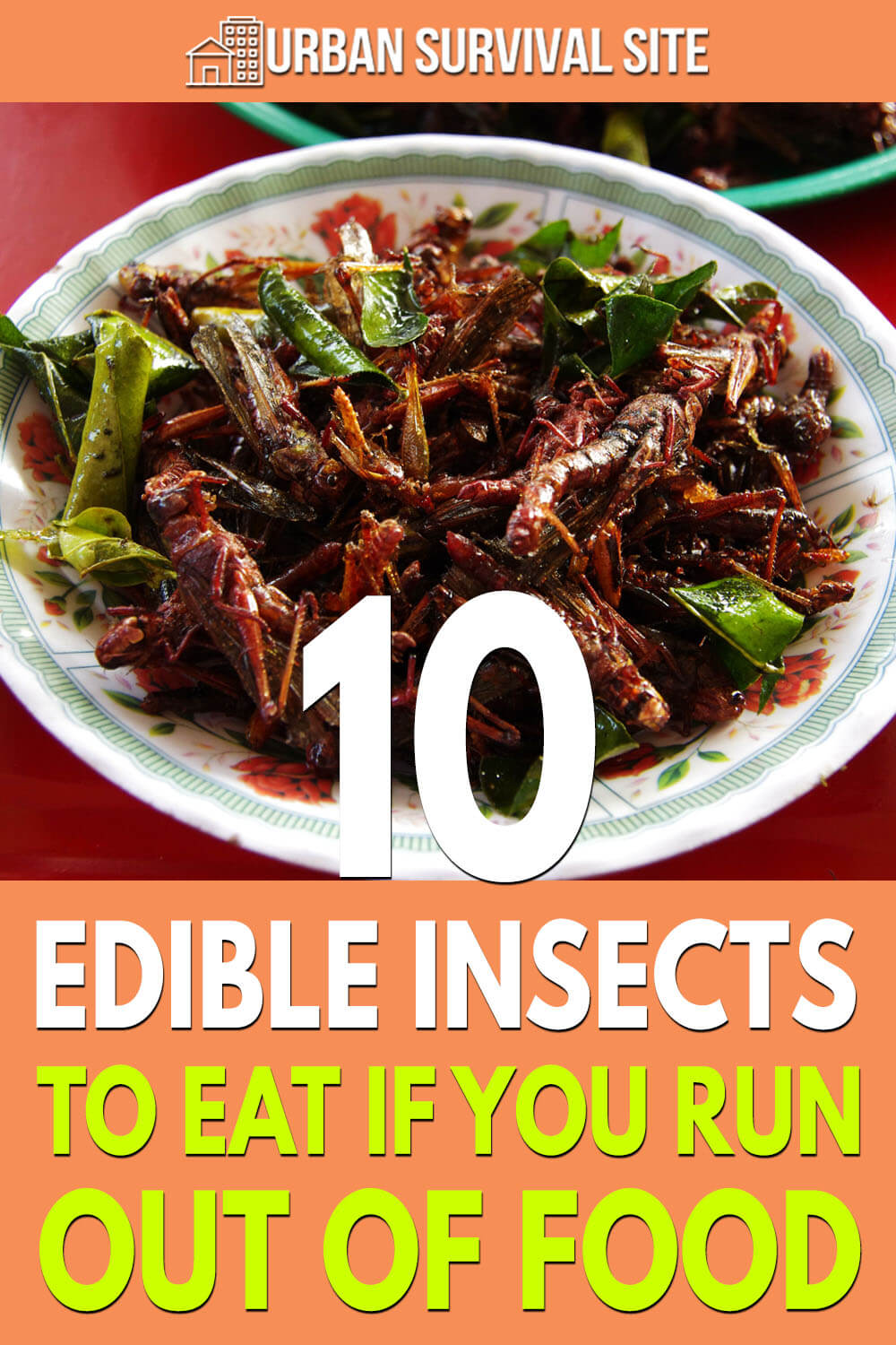 10 Edible Insects To Eat If You Run Out Of Food